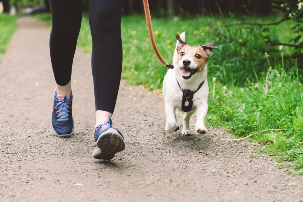 Dog Walking on a leash ©alexei_tm