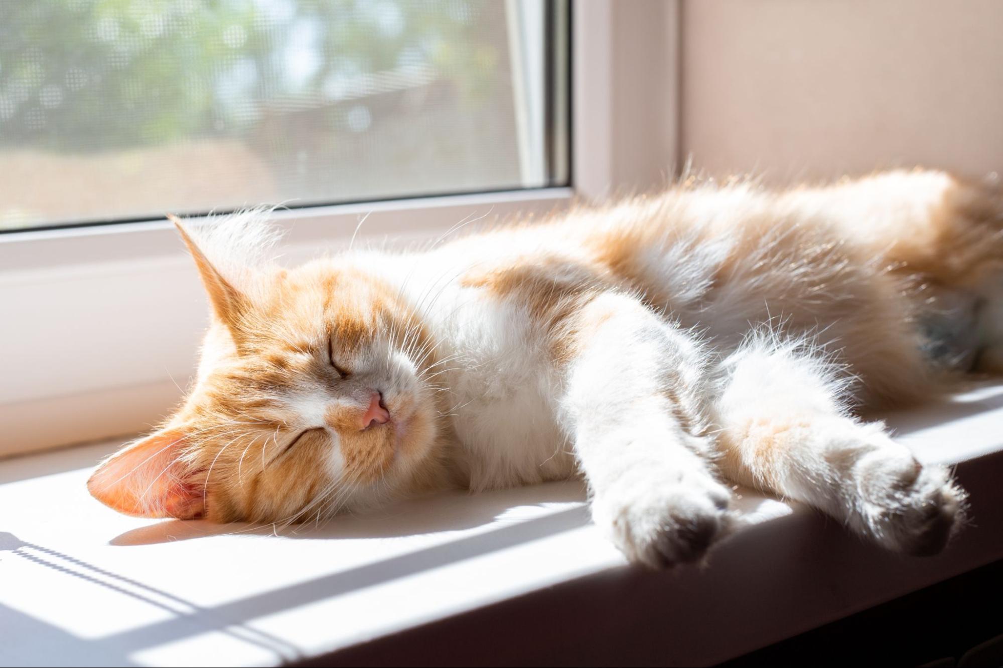 Cat laying on a window seal

©Natalia Kokhanova
